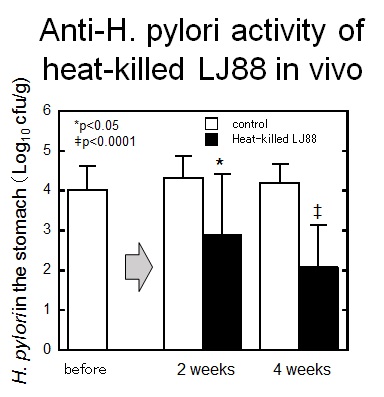 乳酸菌LJ88生菌の抗ピロリ作用（動物実験）